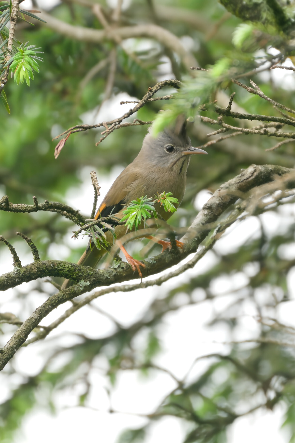 Stripe-throated Yuhina
