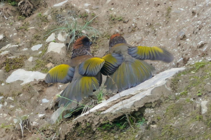 Chestnut-crowned Laughingthrush