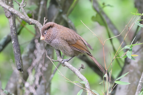 Brown Parrotbill (Paradoxornis unicolor), photo 10