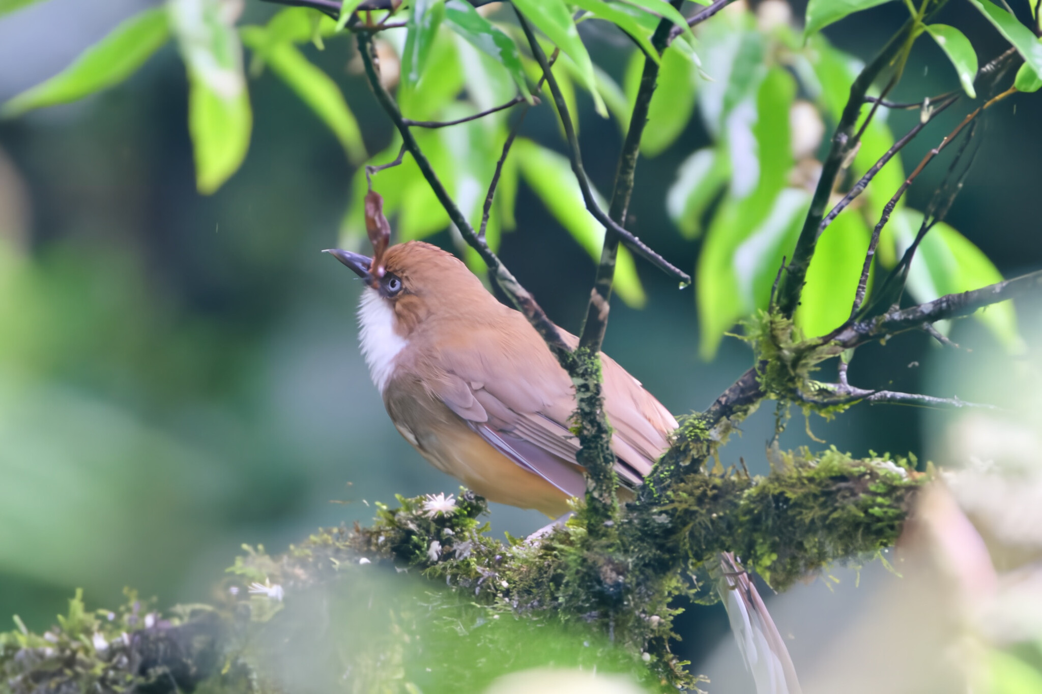 White-throated Laughingthrush