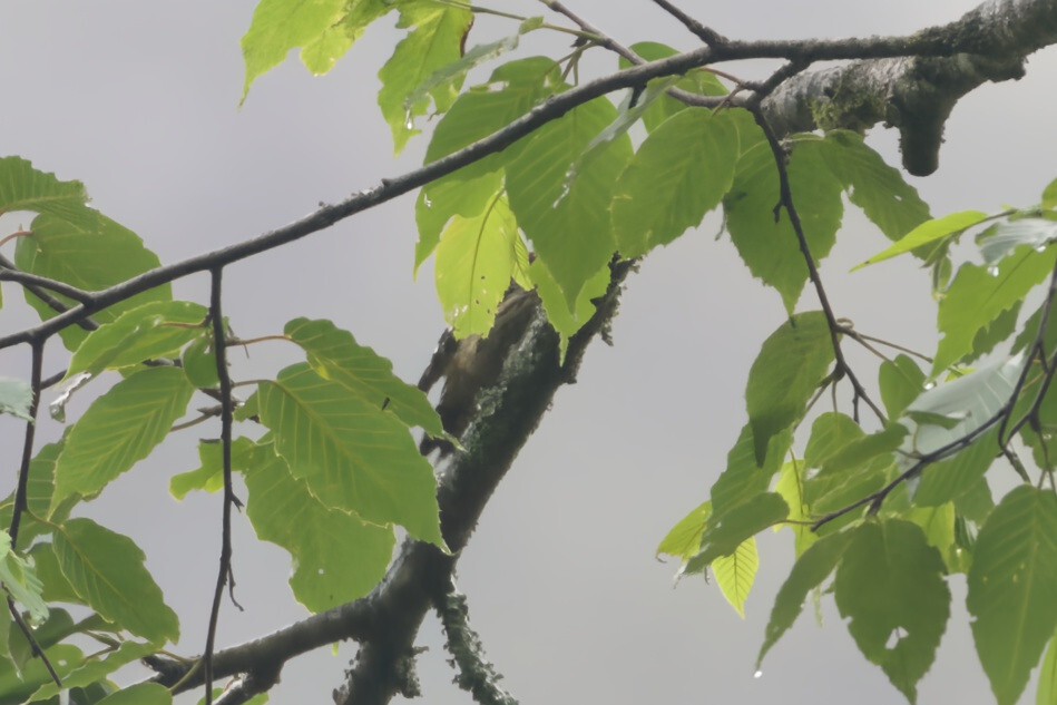 Darjeeling Woodpecker (Dendrocopos darjellensis), photo 6