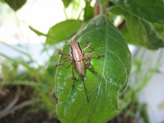 Eupholidoptera