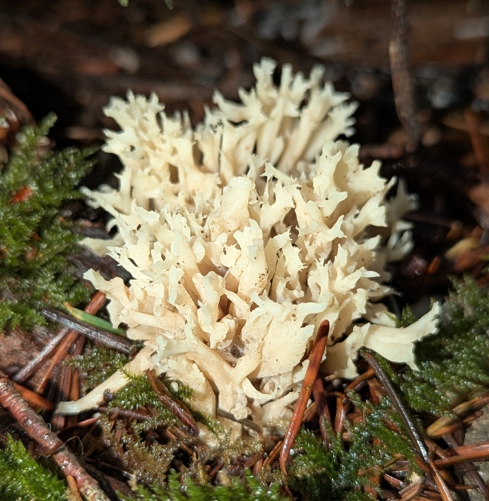 Clavulina sp. 'coralloides-PNW01' · December 2025 · photo: © benkeen (iNaturalist, cc0)