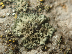 Phaeophyscia nigricans