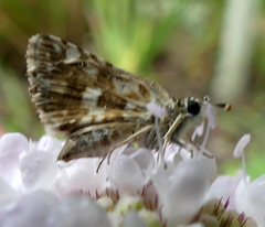 Spialia