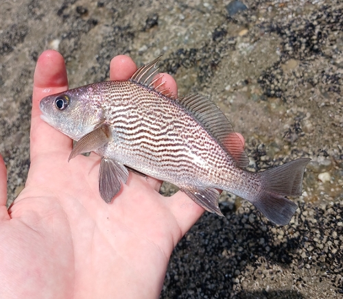 Vermiculated croaker (Ophioscion vermicularis) — Sciaenidae — 2