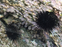 Echinometra vanbrunti