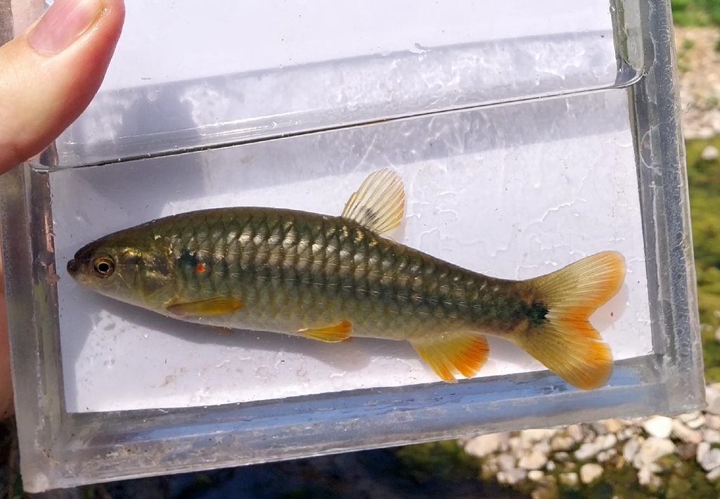 Twospot Lebiasina
