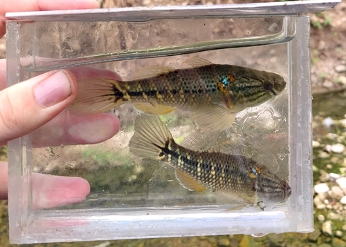 Pacifische dikkop-slaapgrondel (Dormitator latifrons) — Eleotridae — 4