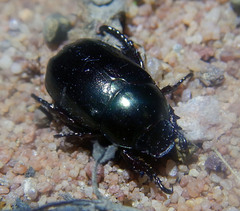 Anomala antiqua
