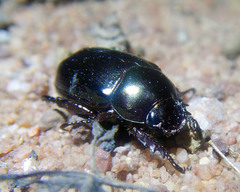 Anomala antiqua