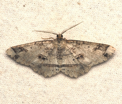 Melanolophia attenuata