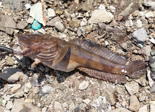 Pacific toadfish (Batrachoides pacifici) — Batrachoididae