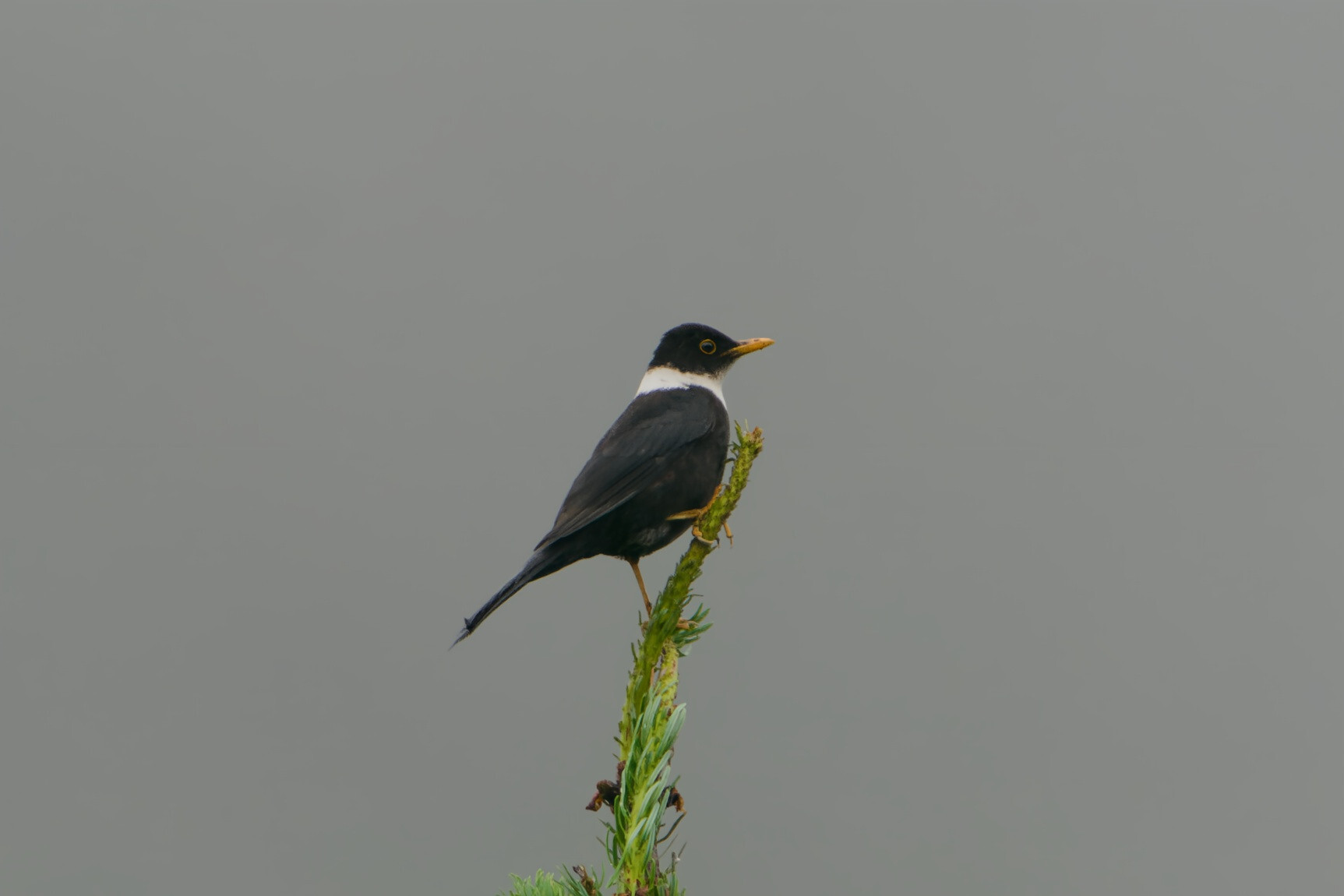 White-collared Blackbird