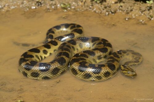 De Schauensee's Anaconda observed near Régina 97390, Guyane française, (c) augustinbussac, some rights reserved (CC BY-NC)