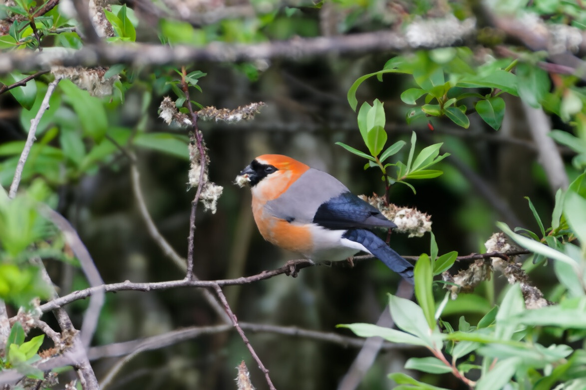 Red-headed Bullfinch