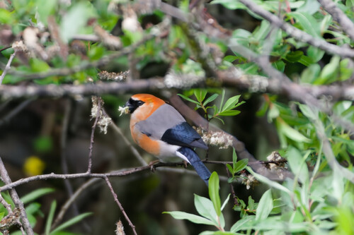 Red-headed Bullfinch (Pyrrhula erythrocephala)