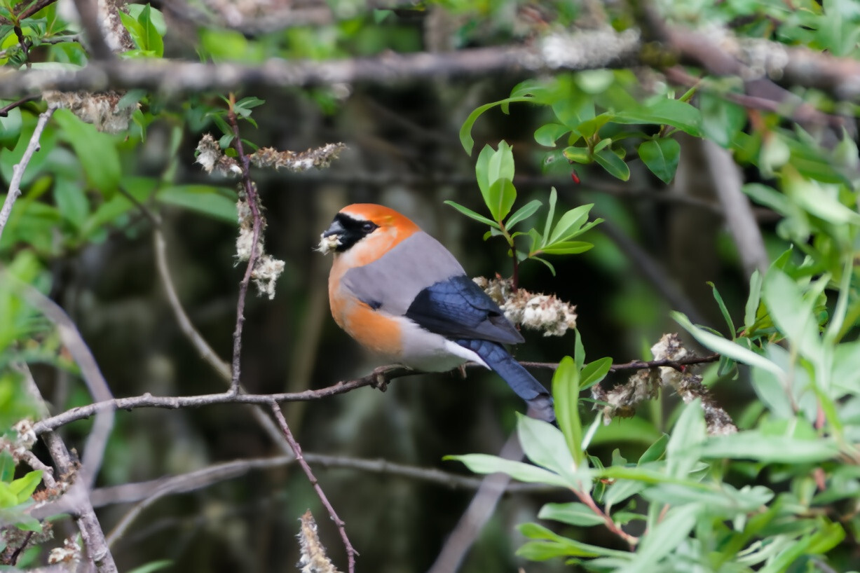 Red-headed Bullfinch