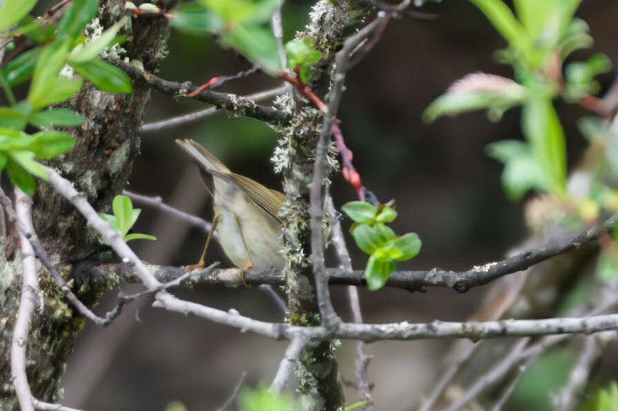 Buff-barred Warbler