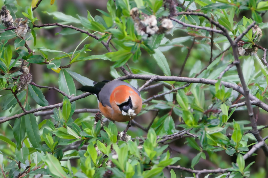 Red-headed Bullfinch