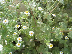 Amauria brandegeeana