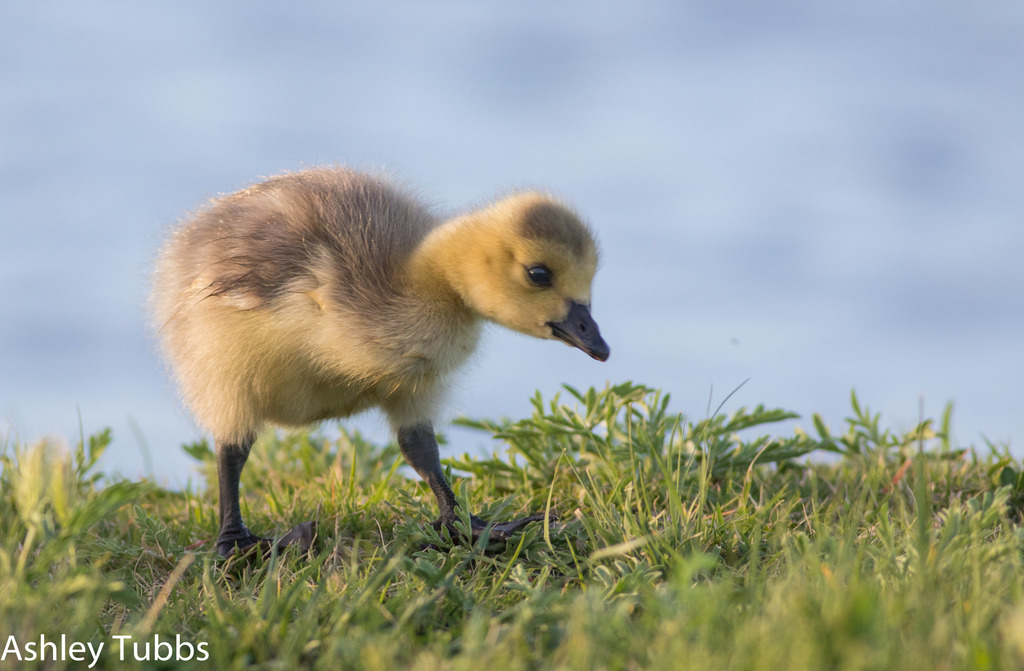 Canada Goose (Birds of the Preserve at Shaker Village) · iNaturalist