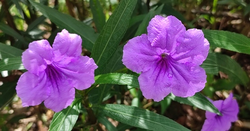 Mexican Ruellia
