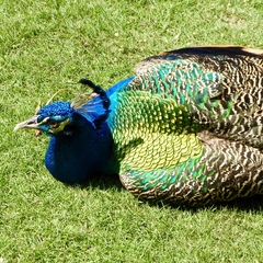 Pavo cristatus