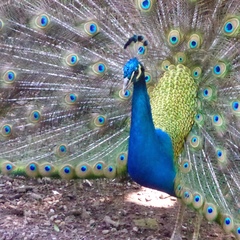 Pavo cristatus