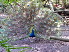 Pavo cristatus