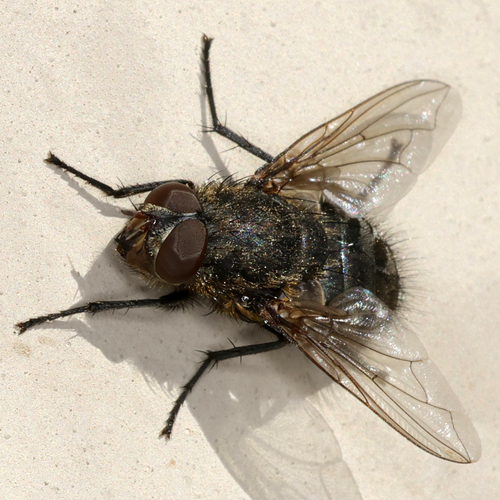 Unknown species found near Lubbock Lake Landmark, Lubbock, TX, USA