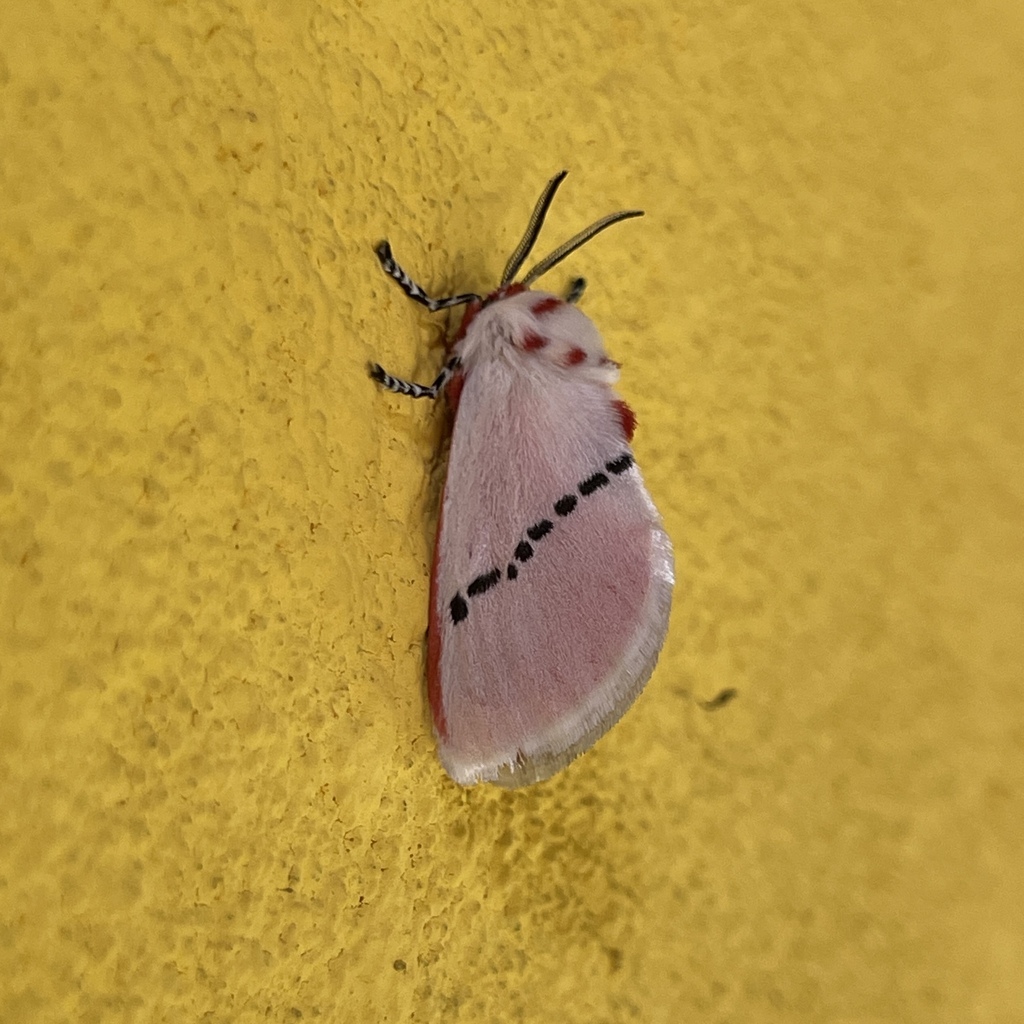 Trosia anax
