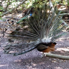 Pavo cristatus