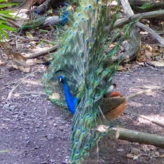 Pavo cristatus