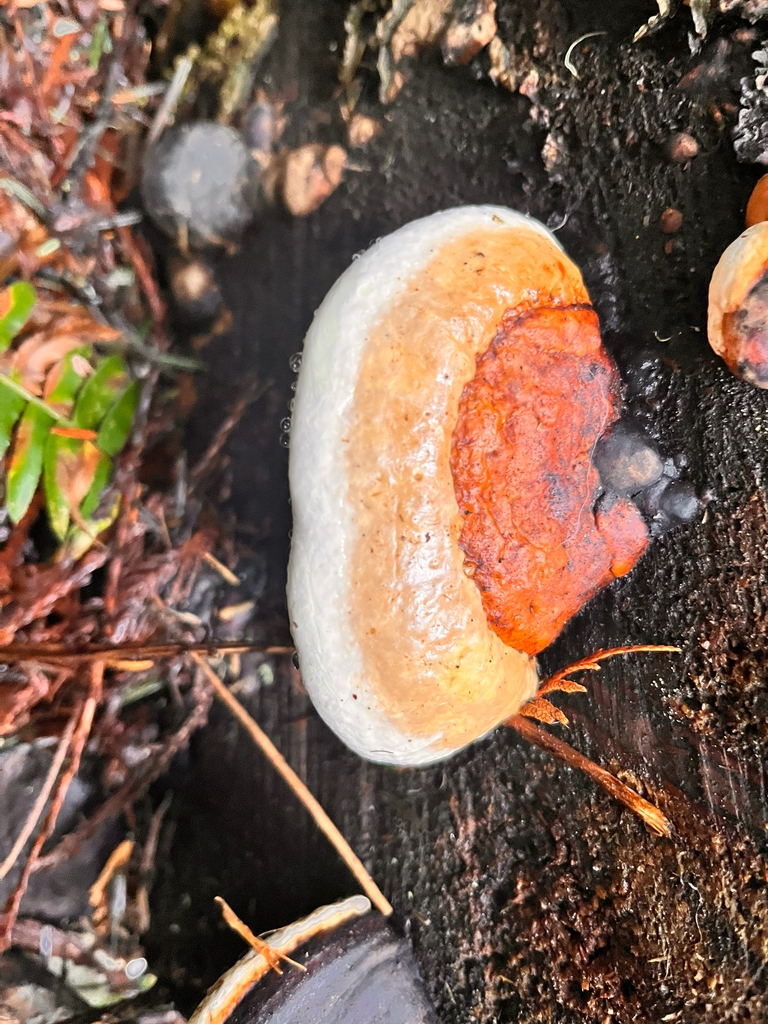 Fomitopsis mounceae · December 2025 · photo: © ceuthophilus (iNaturalist, cc-by)