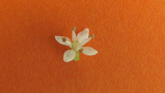 Zanthoxylum petiolare