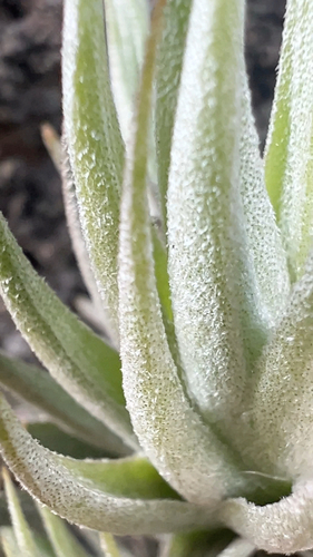 Tillandsia loliacea (Tillandsia loliacea)