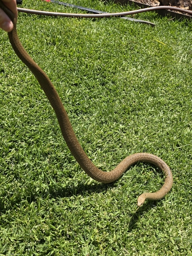 Eastern Brown Snake sighting