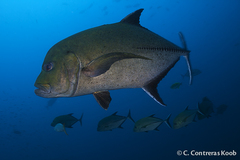 Caranx lugubris