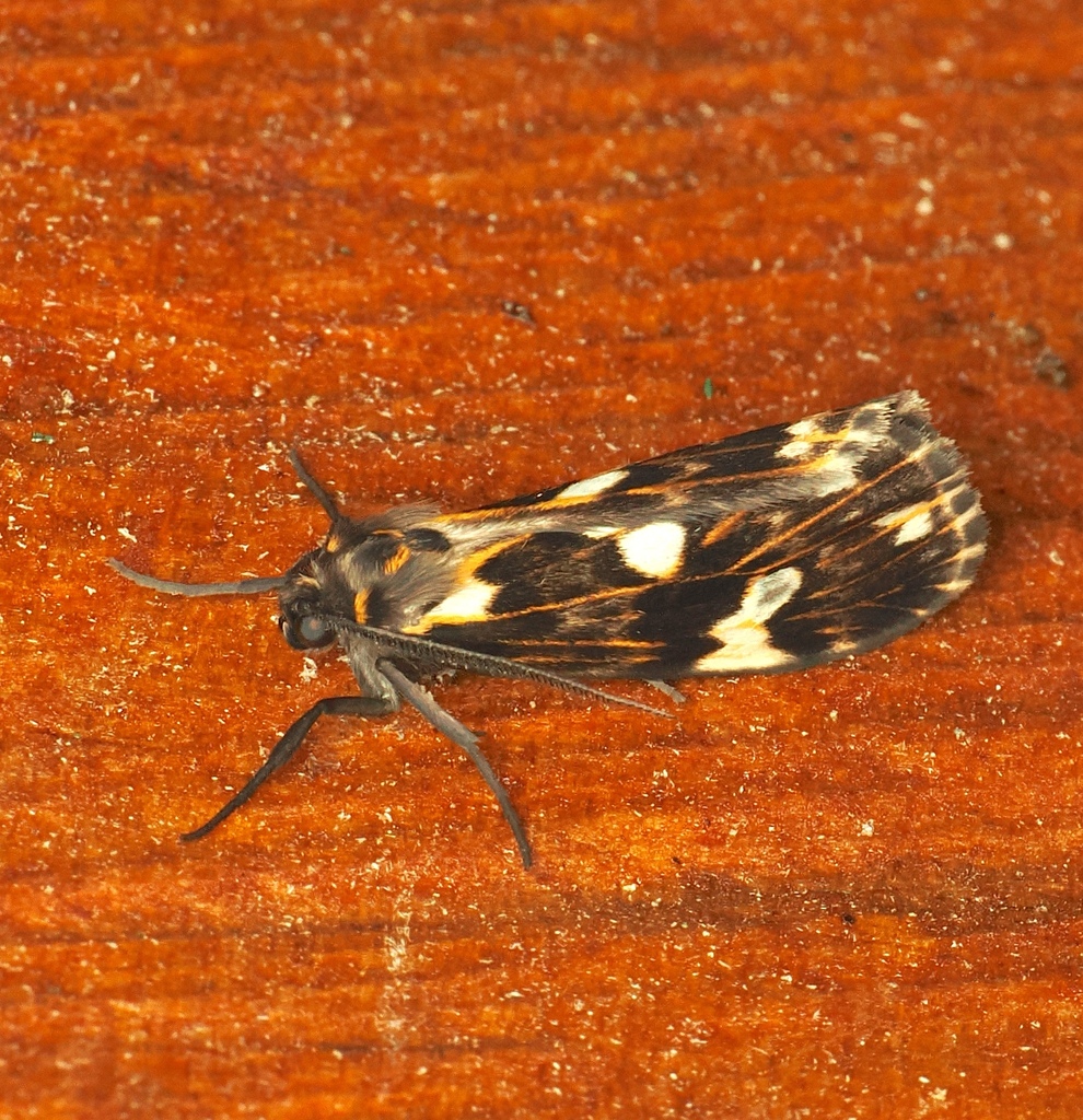 Xenomigia
