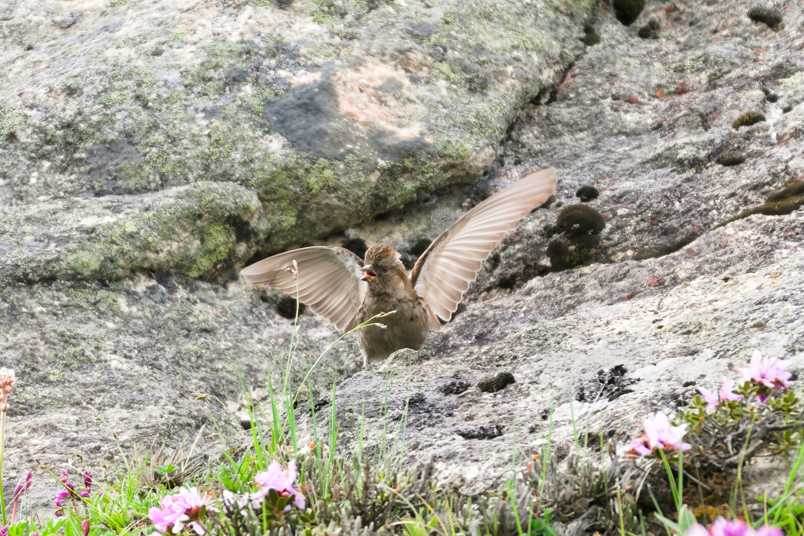 Plain Mountain Finch