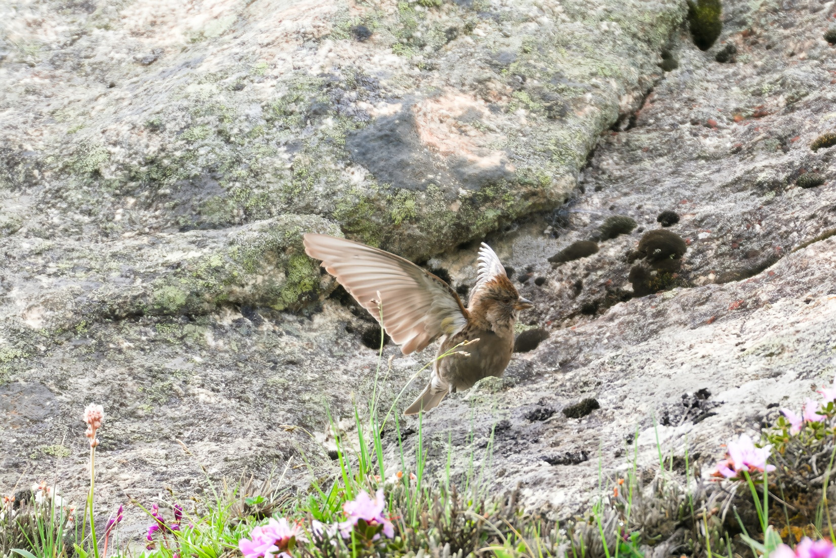 Plain Mountain Finch