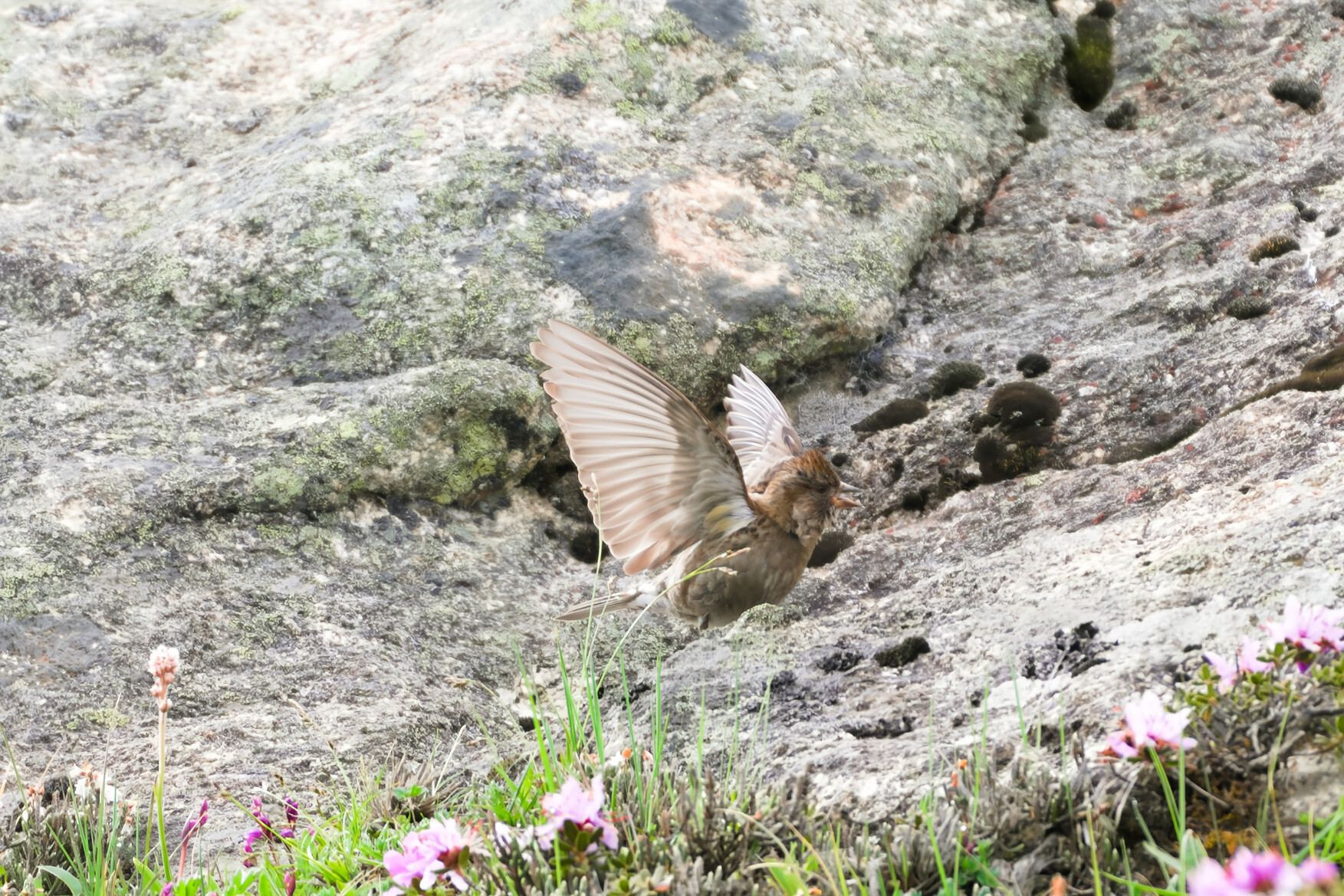 Plain Mountain Finch