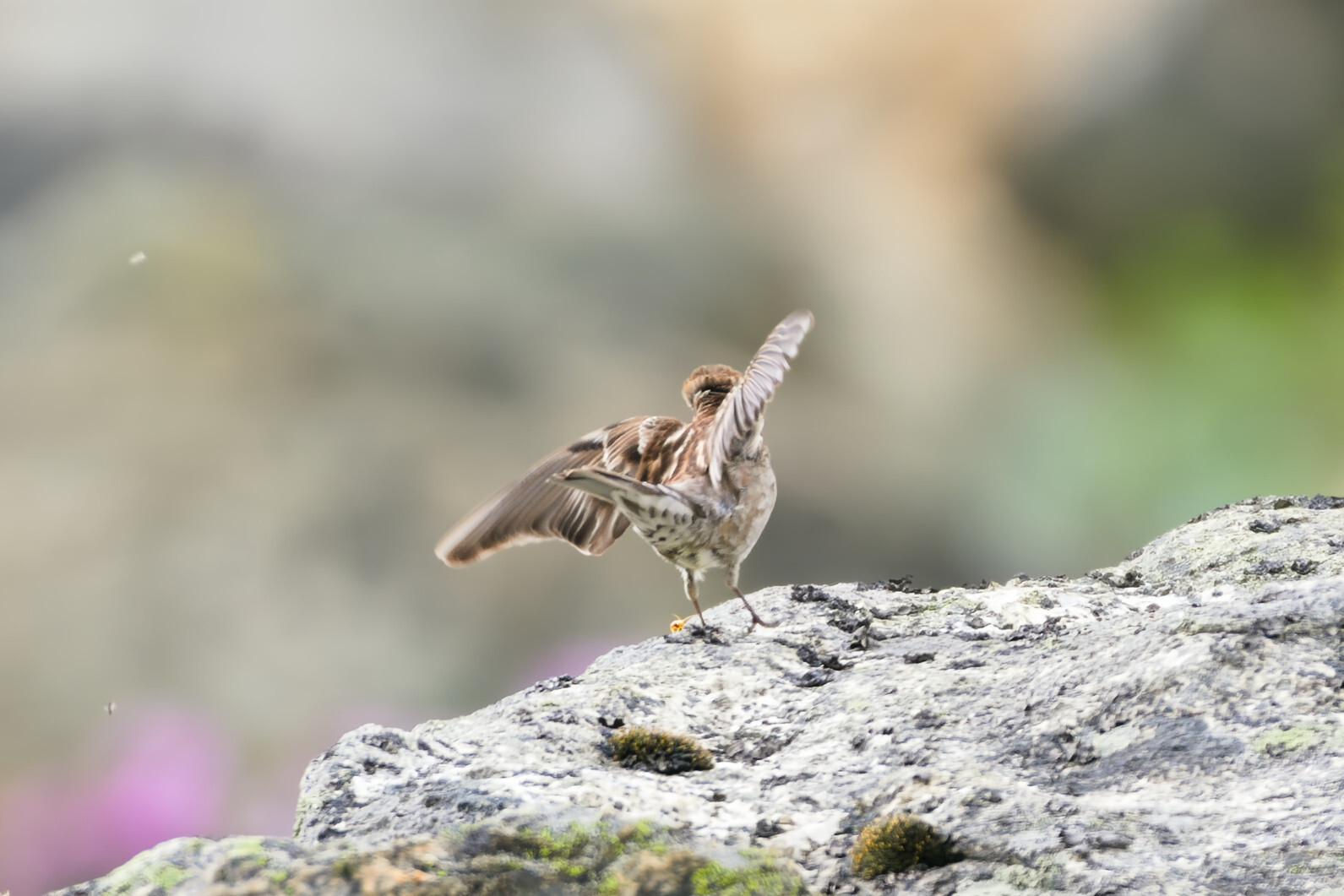 Plain Mountain Finch