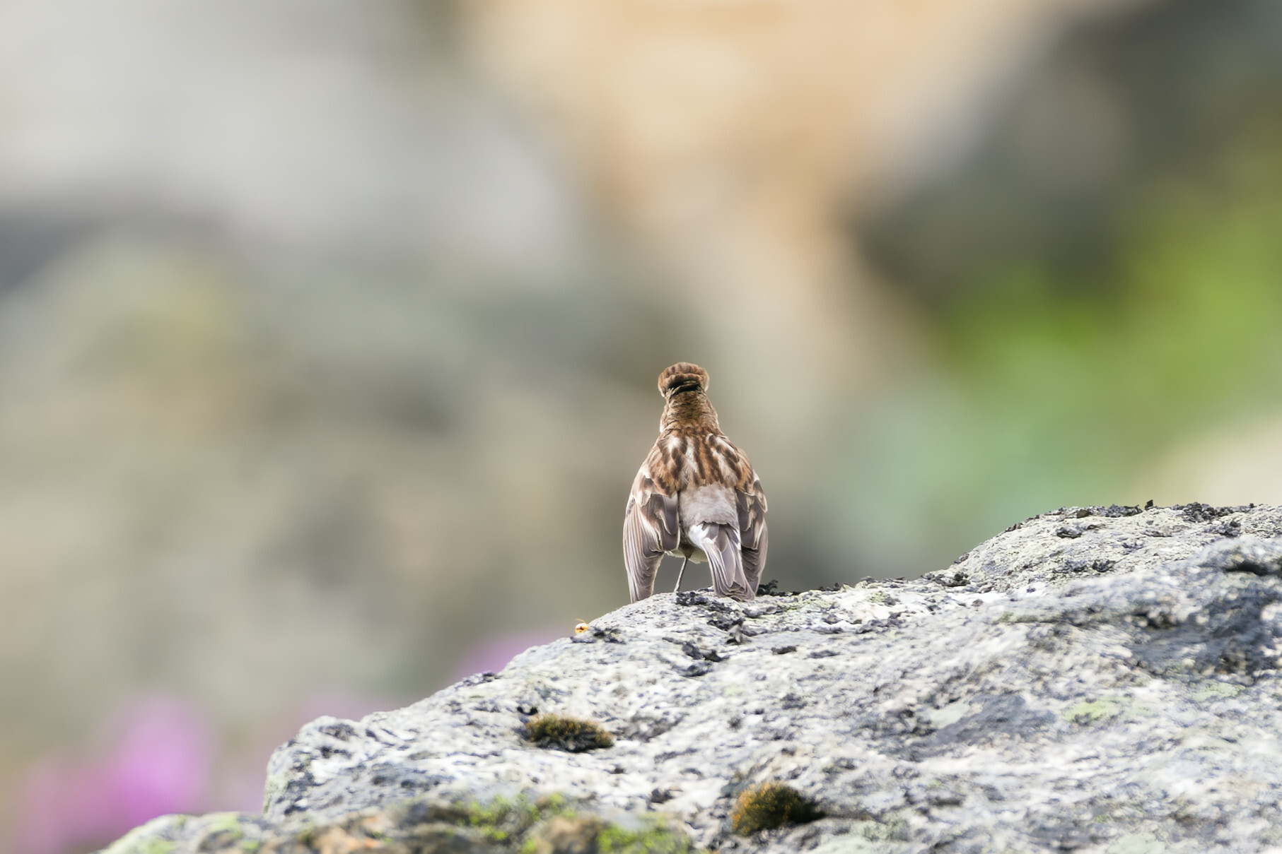 Plain Mountain Finch