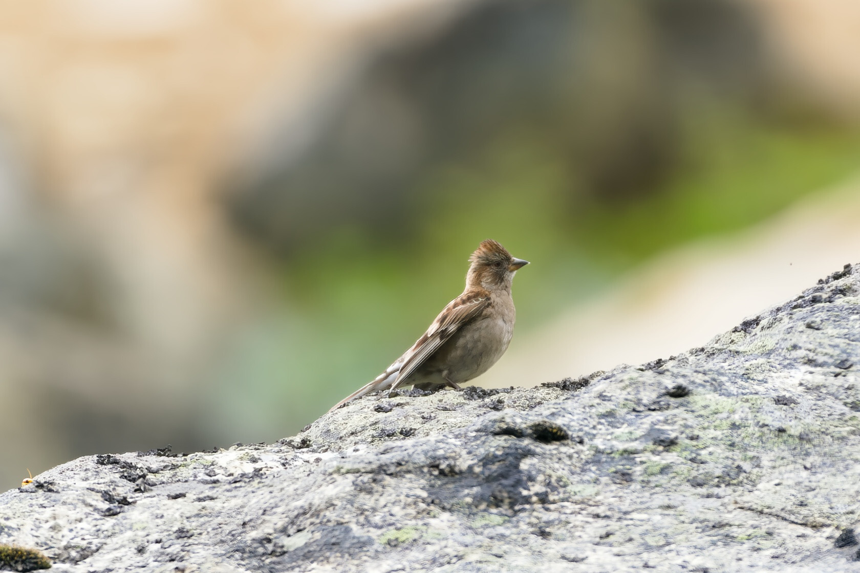 Plain Mountain Finch