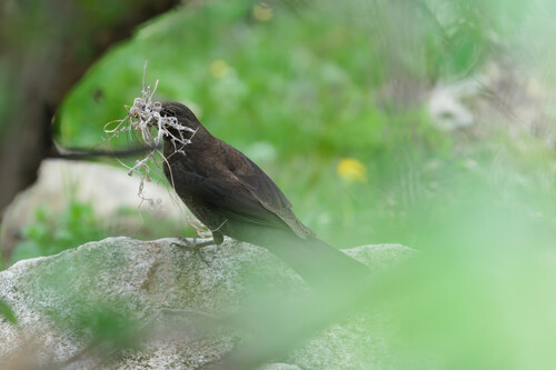 Tibetan Blackbird (Turdus maximus), photo 7