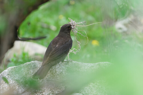 Tibetan Blackbird (Turdus maximus), photo 8