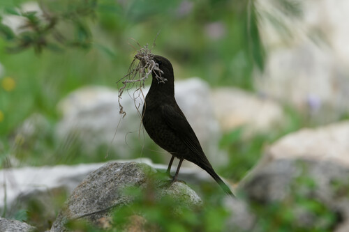 Tibetan Blackbird (Turdus maximus), photo 9