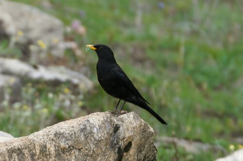 Tibetan Blackbird (Turdus maximus), photo 10